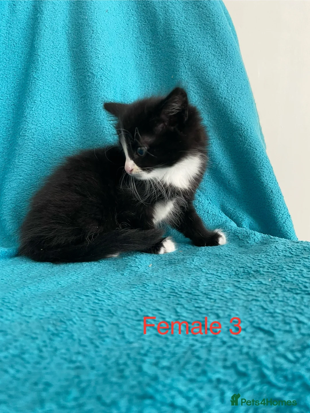 Mixed Breed cats for sale: Kittens for Sale – 4 Mixed Breed Kittens - Advert 2
