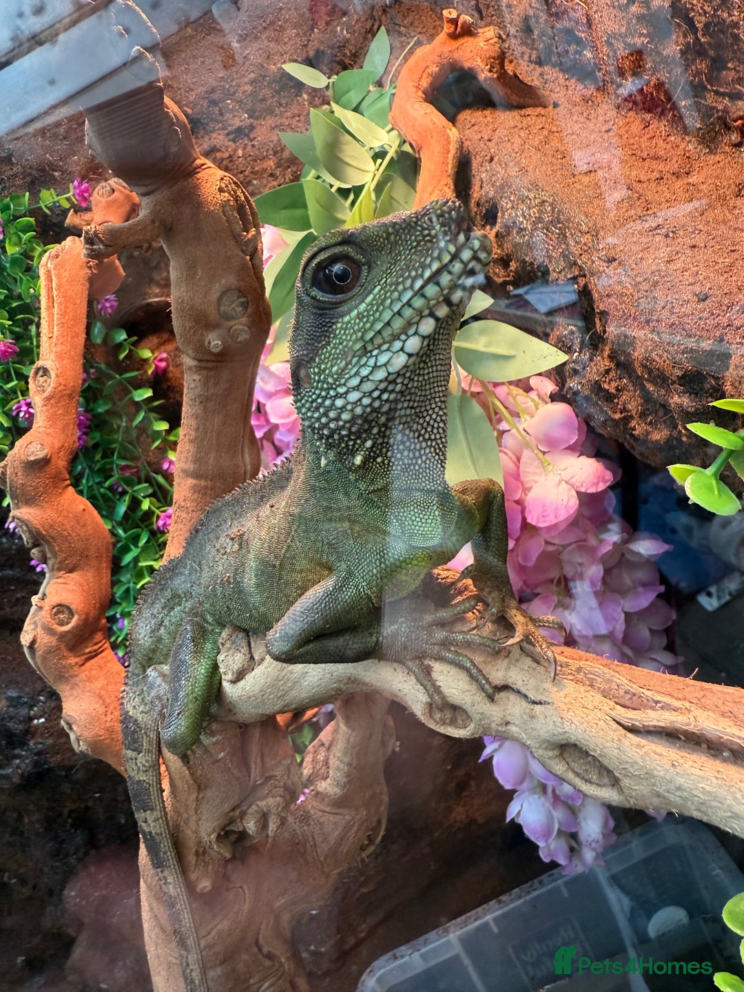 Dragon reptiles for sale: 3 Chinese water dragons 1 male 2 female - Advert 6