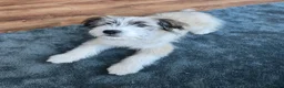 Mixed Breed dogs for sale: Reactive dog needing experienced owner - Advert 1