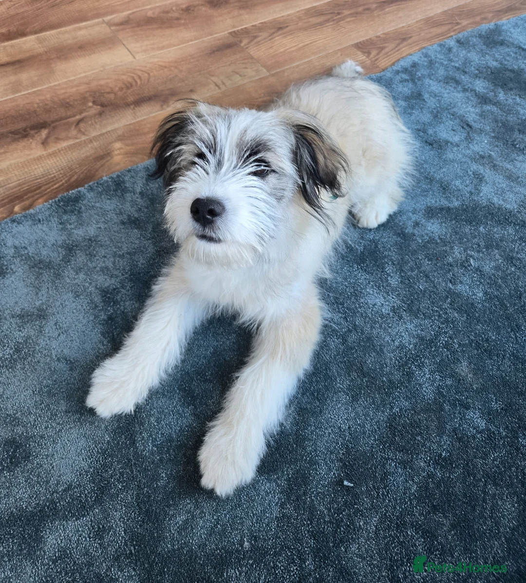 Mixed Breed dogs for sale: Reactive dog needing experienced owner - Advert 1