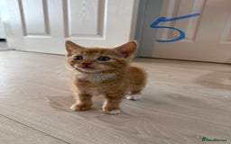 Mixed Breed cats for sale: 5 bsh mixed kittens ready  - Image 15