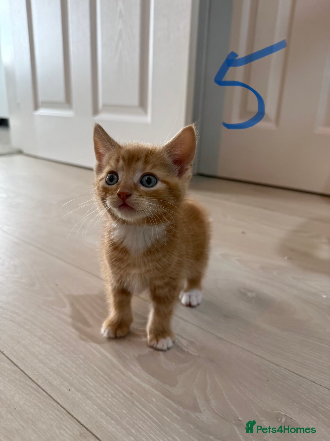 Mixed Breed cats for sale: 5 bsh mixed kittens ready  - Image 15