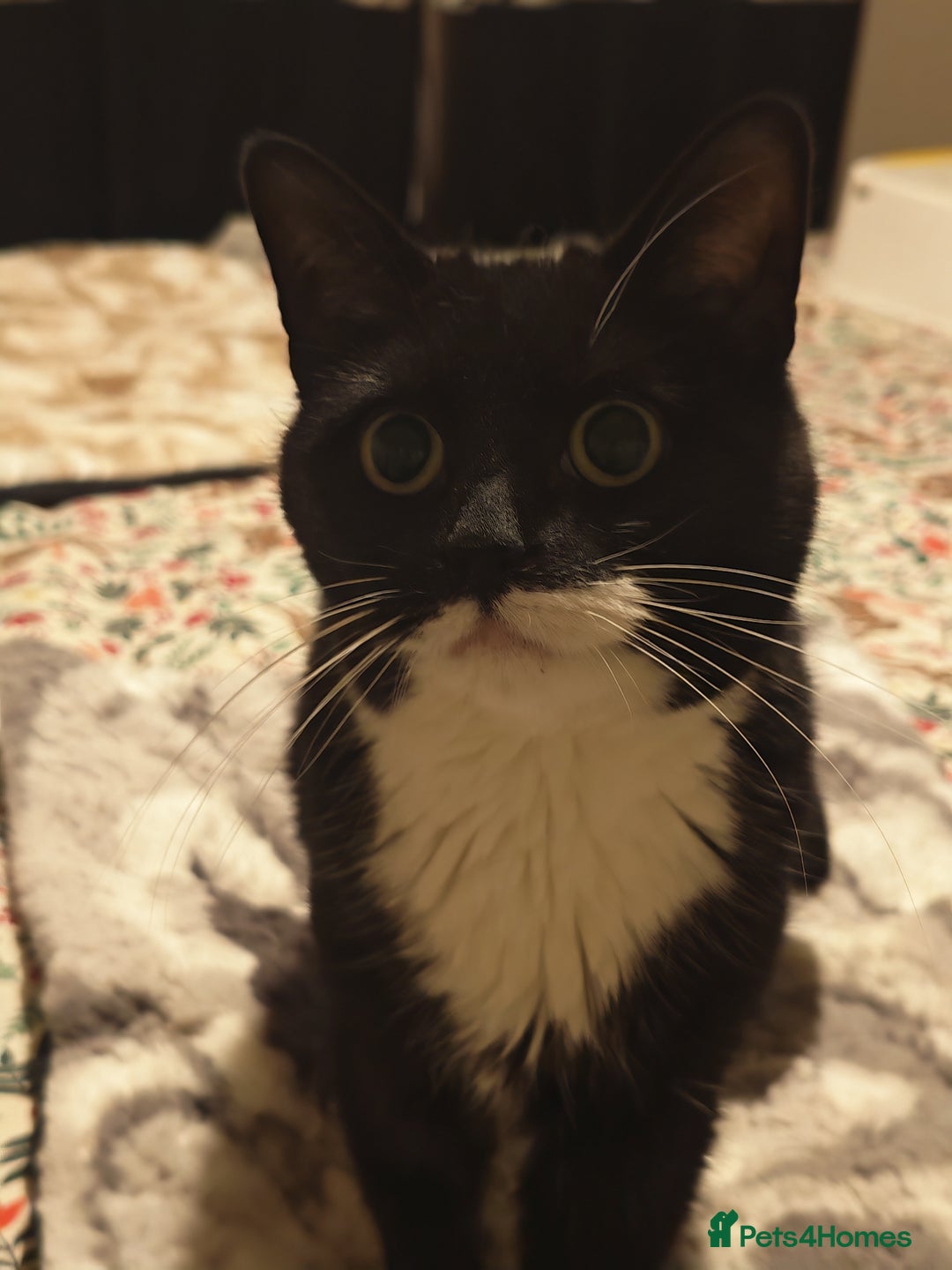 Domestic Shorthair cats for sale: Harmony looking for a home - Advert 5