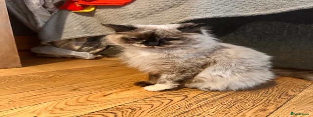 Mimi