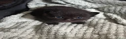 British Longhair cats for sale: 3 gorgeous black male kittens available  - Advert 8