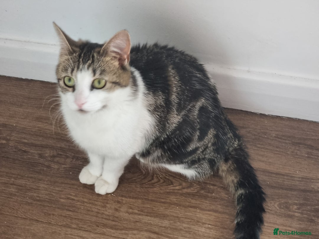 Domestic Shorthair cats for sale: Two adorable kittens, spoilt with love in Spalding - Image 4
