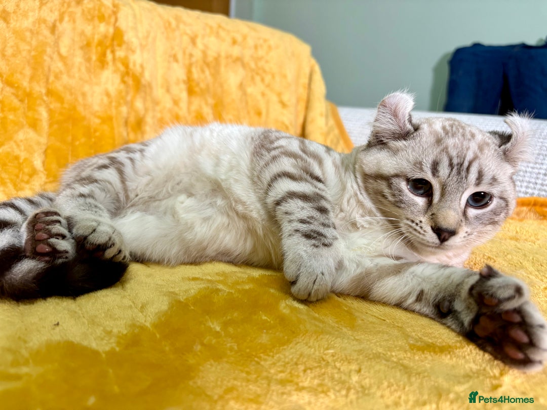 Savannah cats for sale: Breath taking wild looking girl  - Advert 19