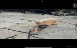 Lurcher dogs for sale: Last Dog! Male Lurcher Tan pup, last one to go!  - Image 2