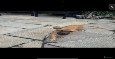 Lurcher dogs - Advert 9