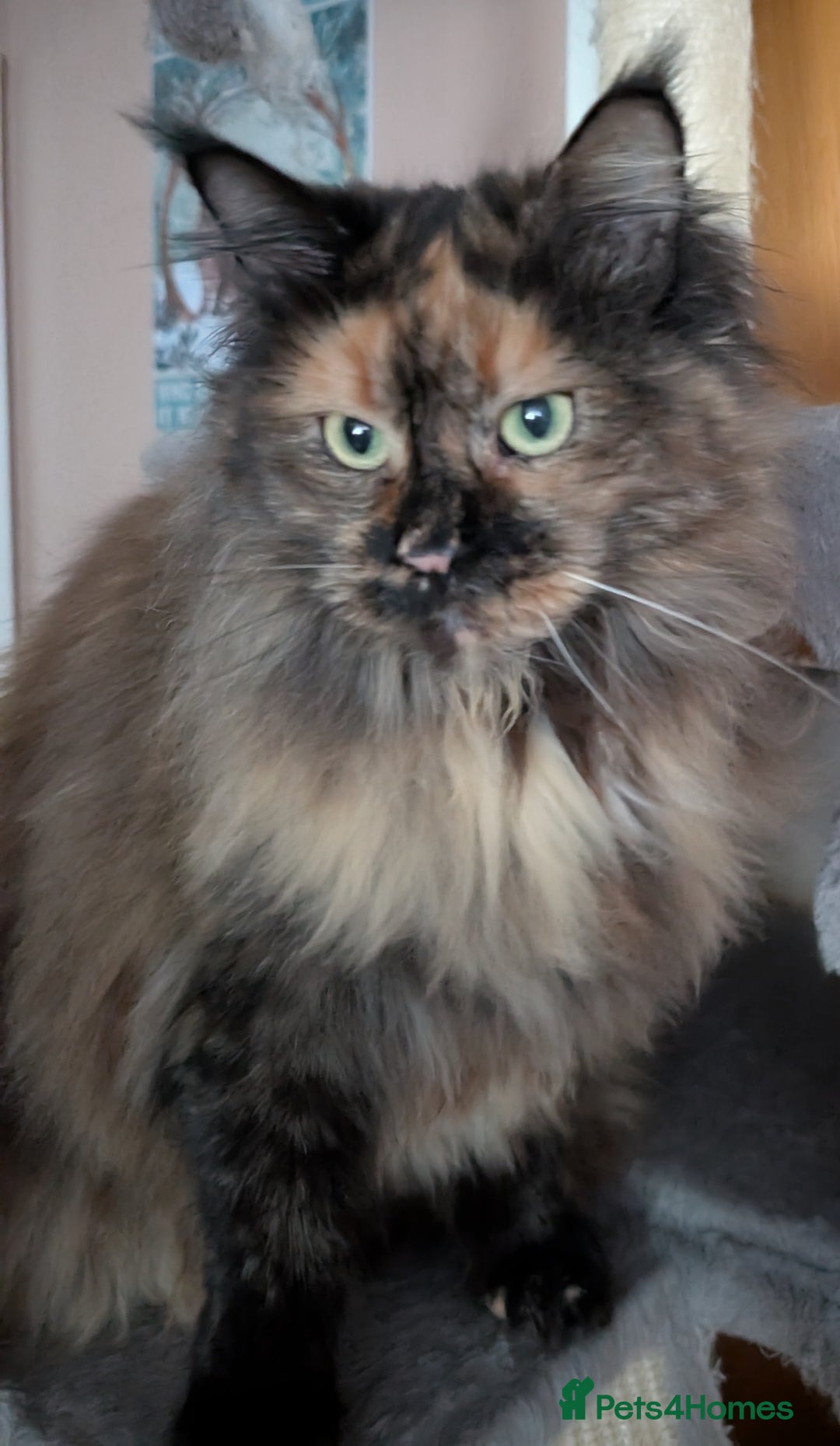 Maine Coon cats for sale: Gorgeous GCCF registered young female  - Advert 5