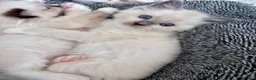 Ragdoll cats for sale: Purebred Ragdoll kittens 🤍 READY TO LEAVE NOW! - Advert 4