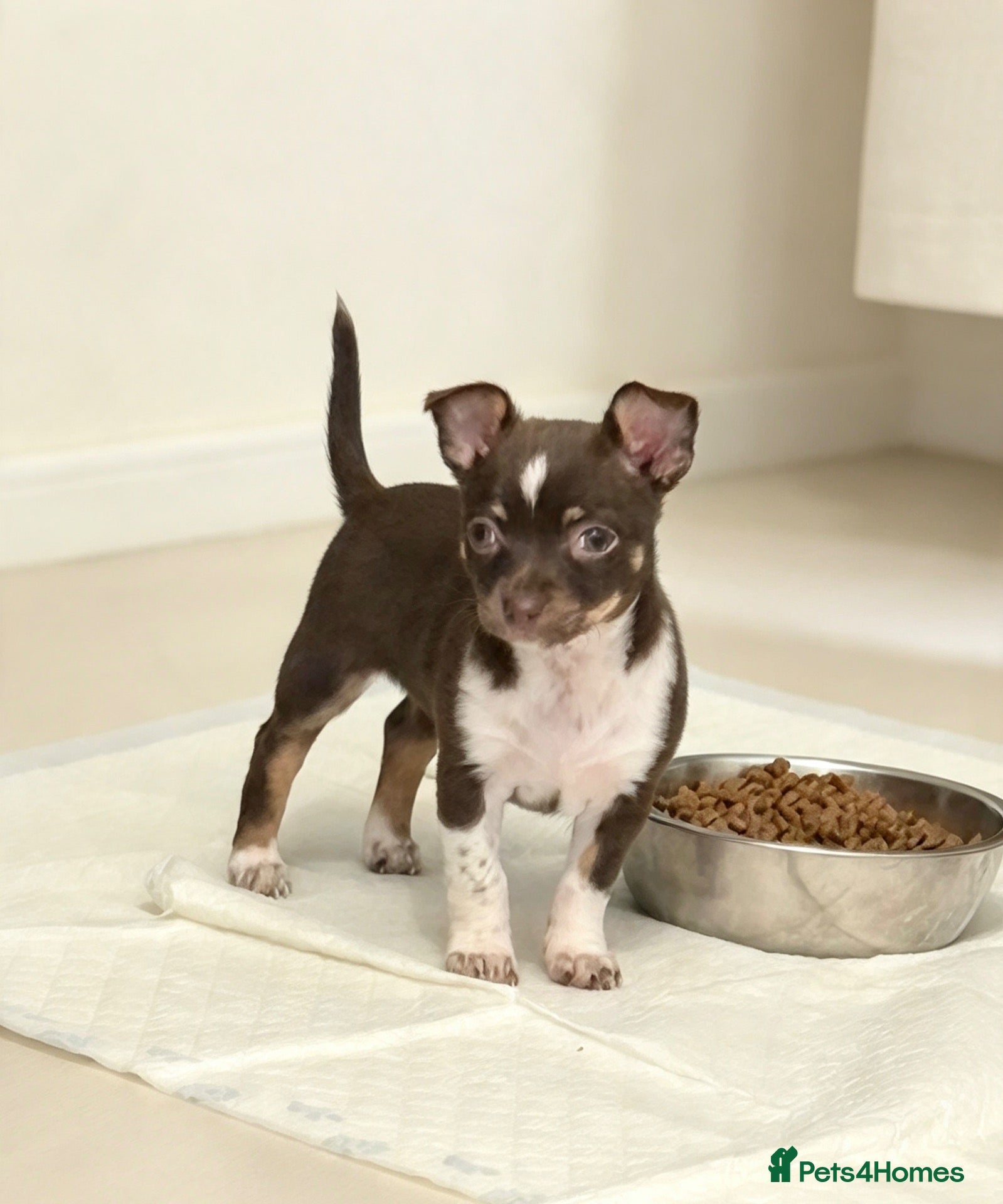 Chihuahua dogs for sale: Chihuahua puppies - Advert 21
