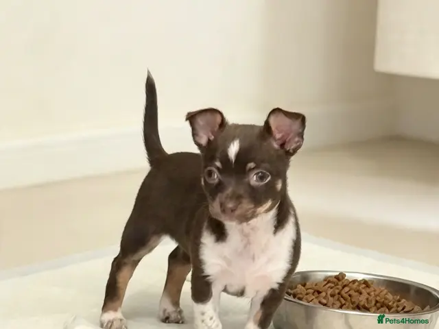 Chihuahua dogs for sale: Chihuahua puppies - Advert 21