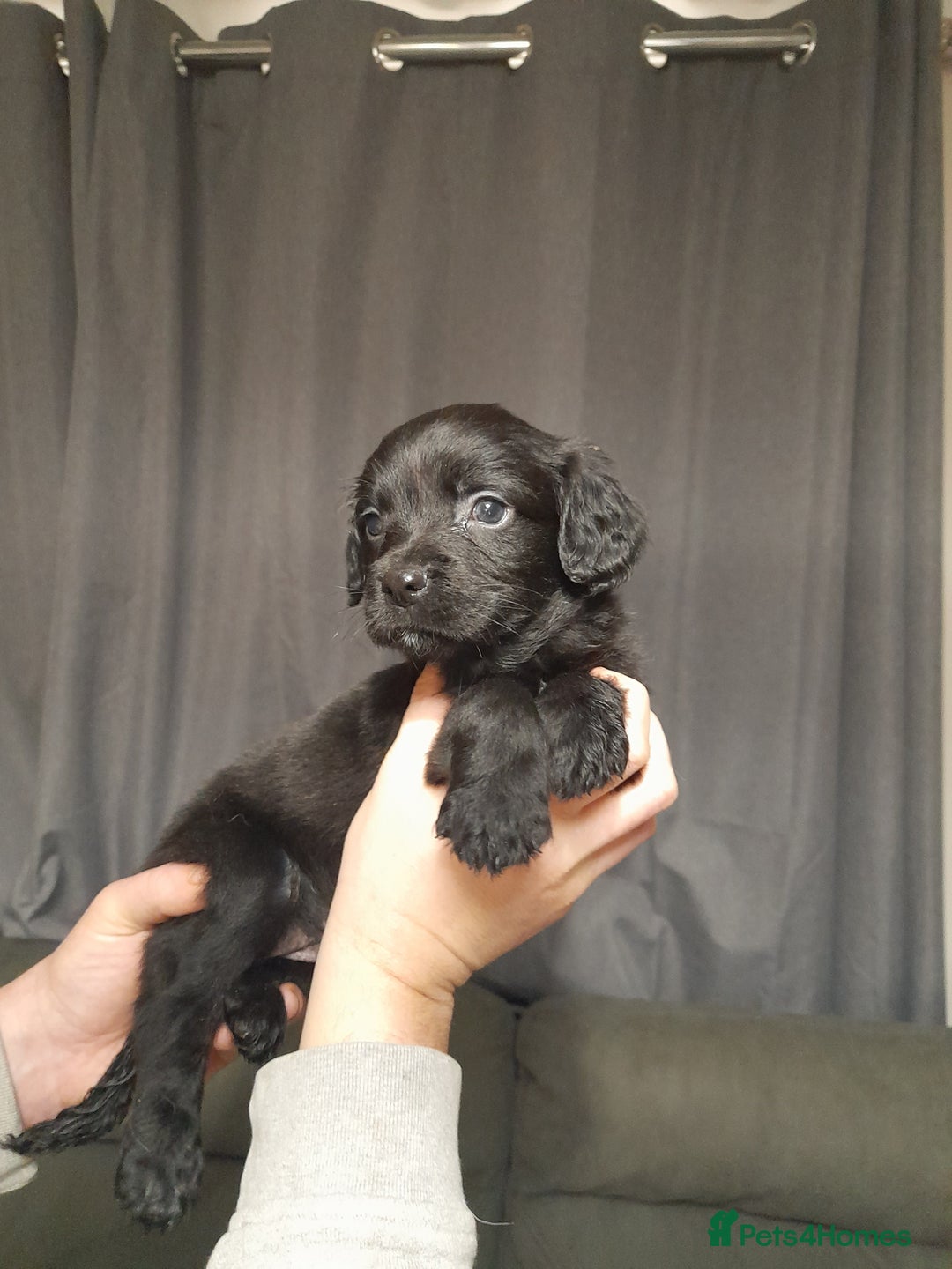 Springador dogs for sale: Springador puppys - Advert 9