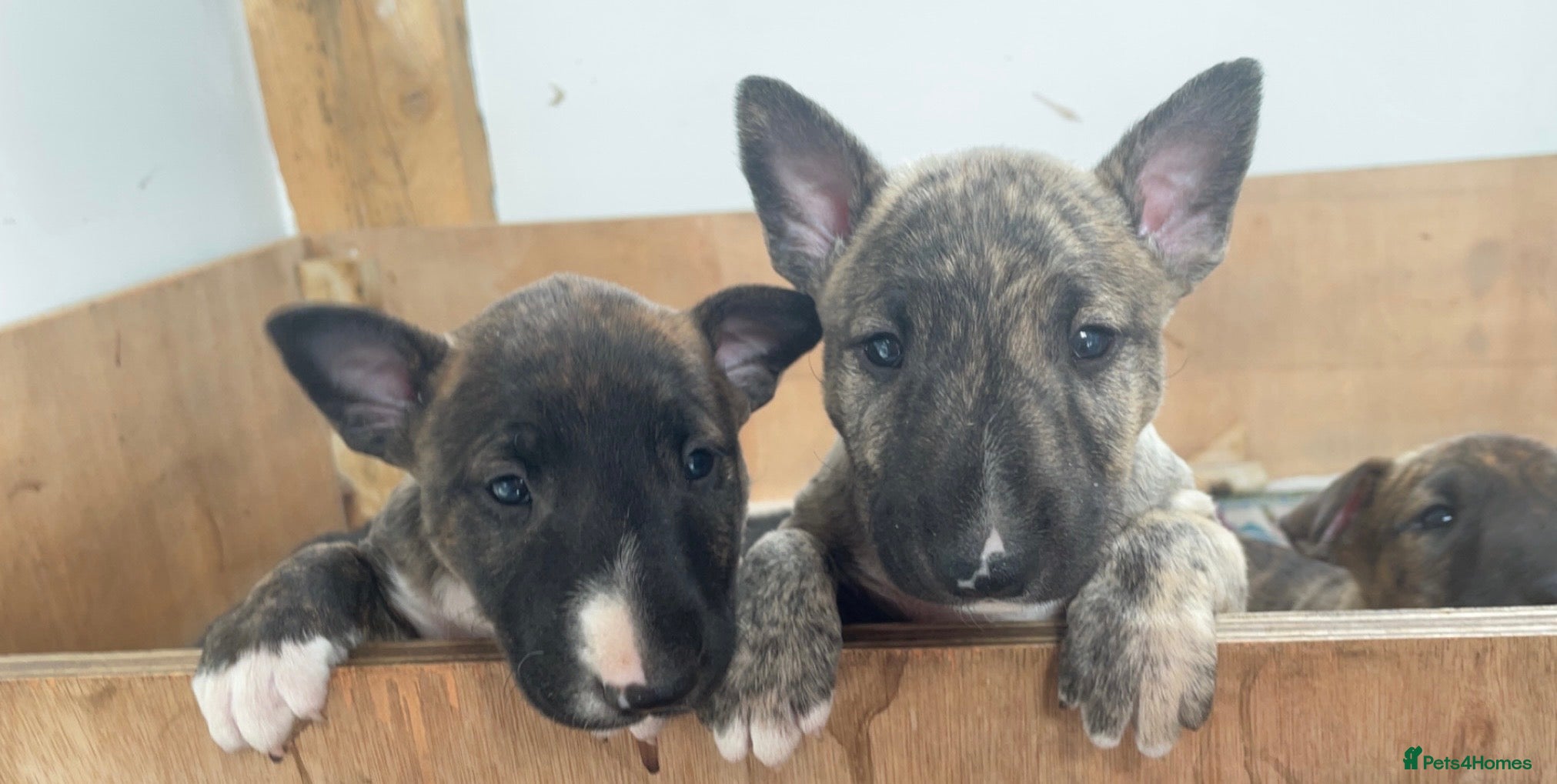 English Bull Terrier dogs *One Left* KC Reg English Bull Terrier Pups  - Advert 1