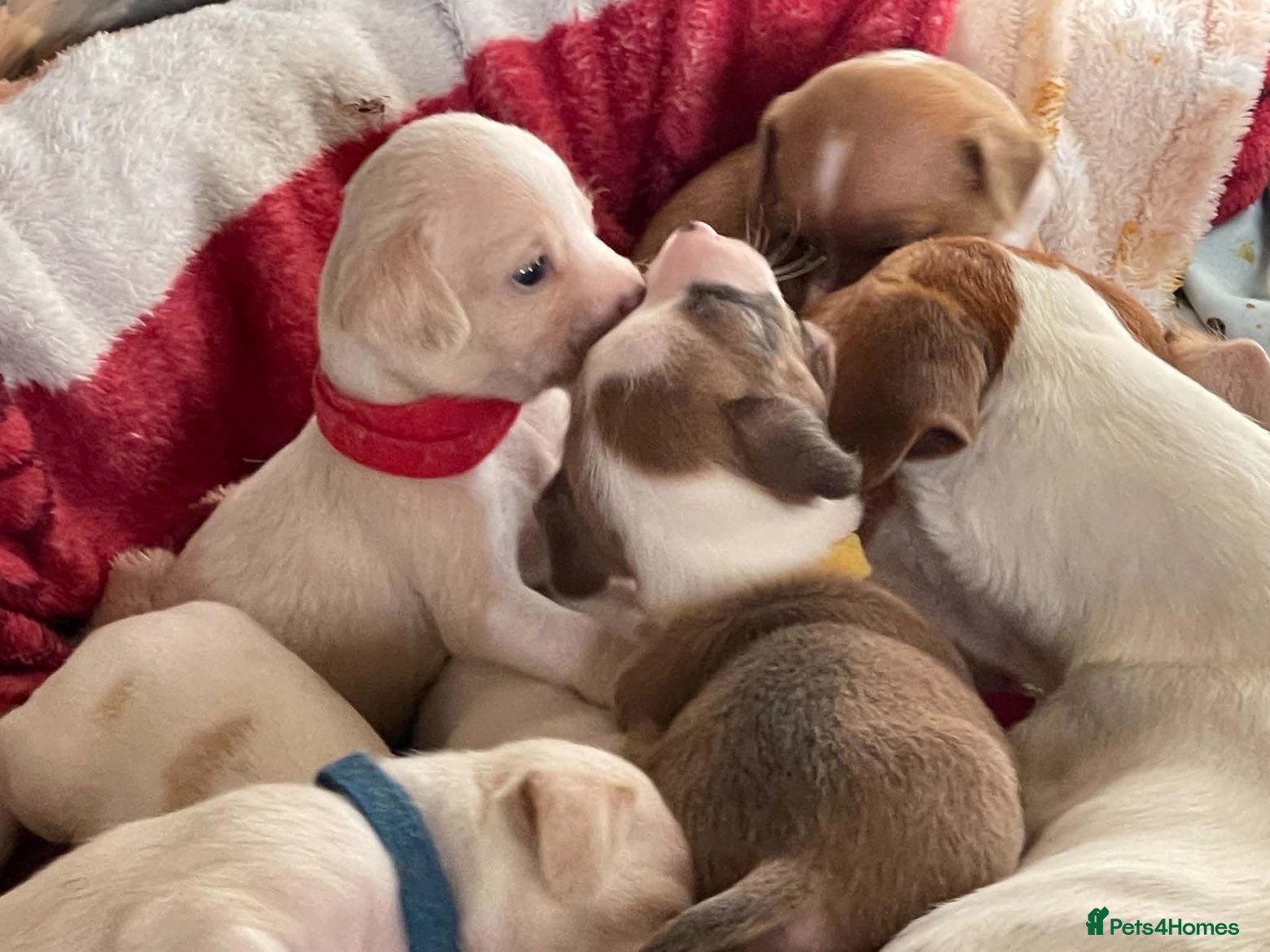 Mixed Breed dogs for sale: 6 boy jack russell pups for sale    🩵💙 - Advert 1