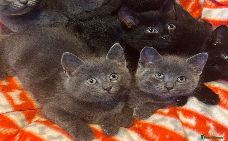 Domestic Shorthair cats - Advert 1