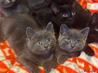 Domestic Shorthair cats for sale - Advert 1