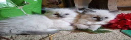 Ragdoll cats for sale: Ragdoll Kittens, Long-haired, Blue Point - Advert 7