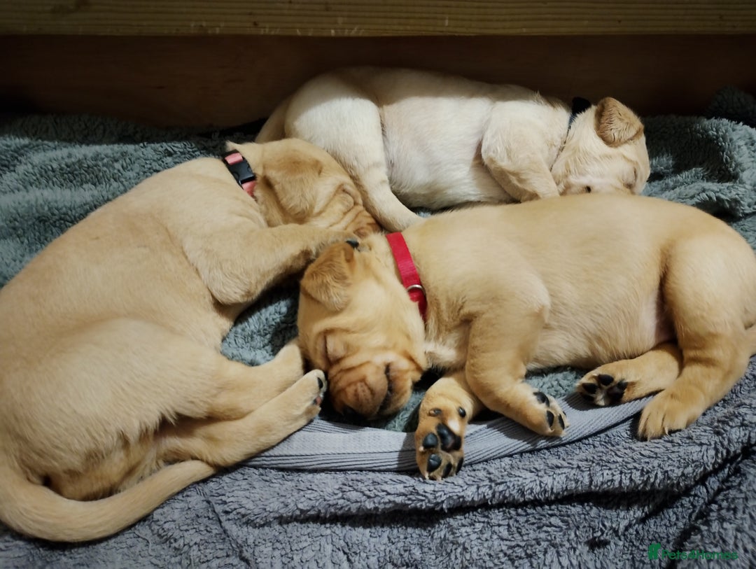 Labrador Retriever dogs for sale: Labrador Puppies for sale  - Advert 8