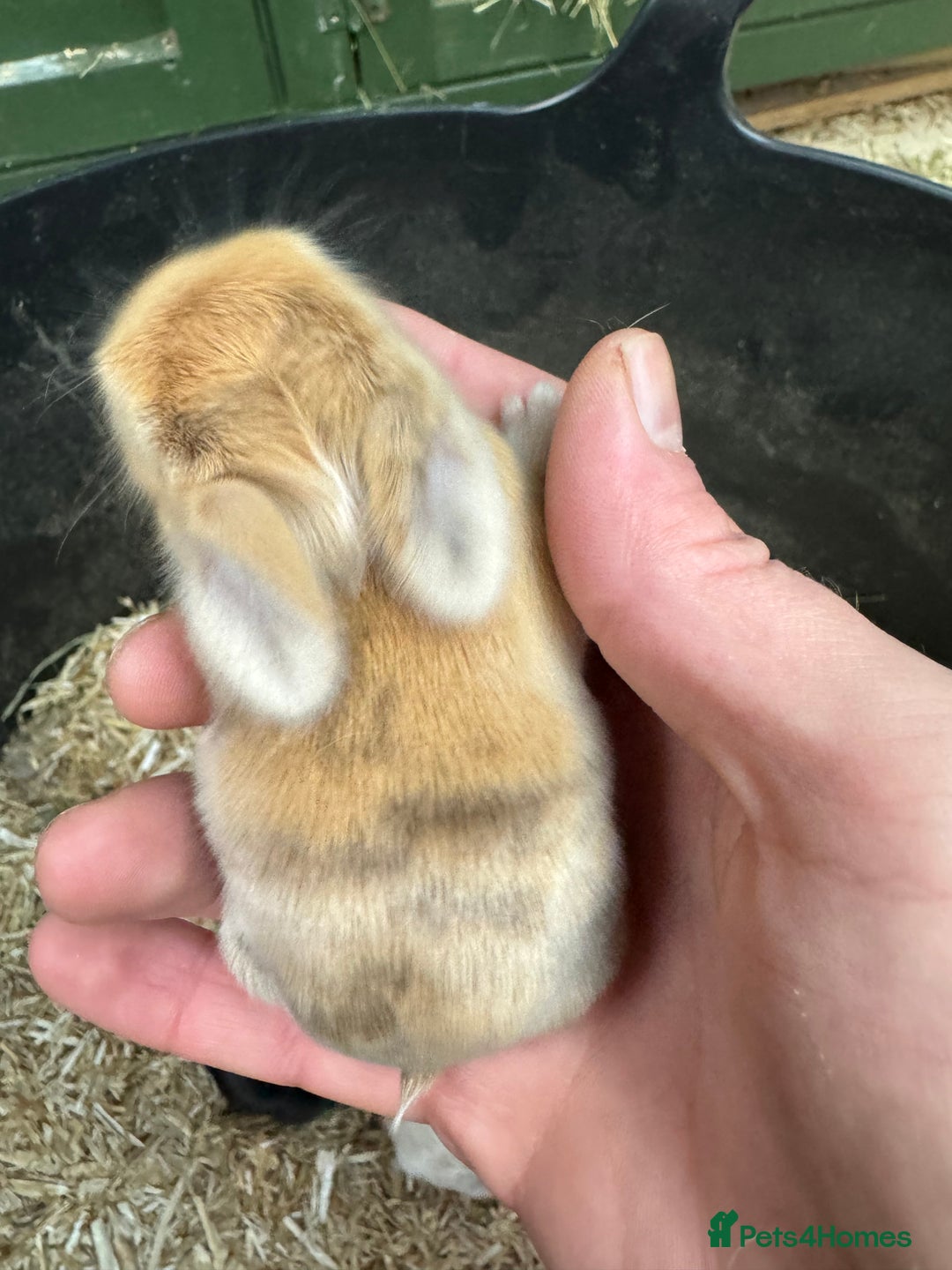Mini Lop rabbits for sale: BEAUTIFUL MINI LOP BUNNIES - PEDIGREE  - Advert 11