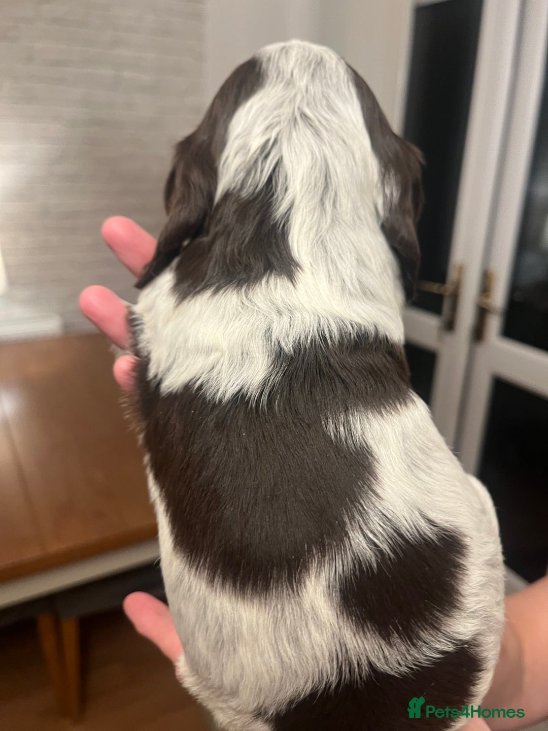 Cocker Spaniel dogs for sale: BEAUTIFUL COCKER SPANIEL PUPS - Advert 13