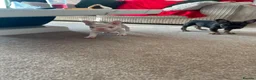 French Bulldog dogs for sale: French bulldogs  - Advert 13