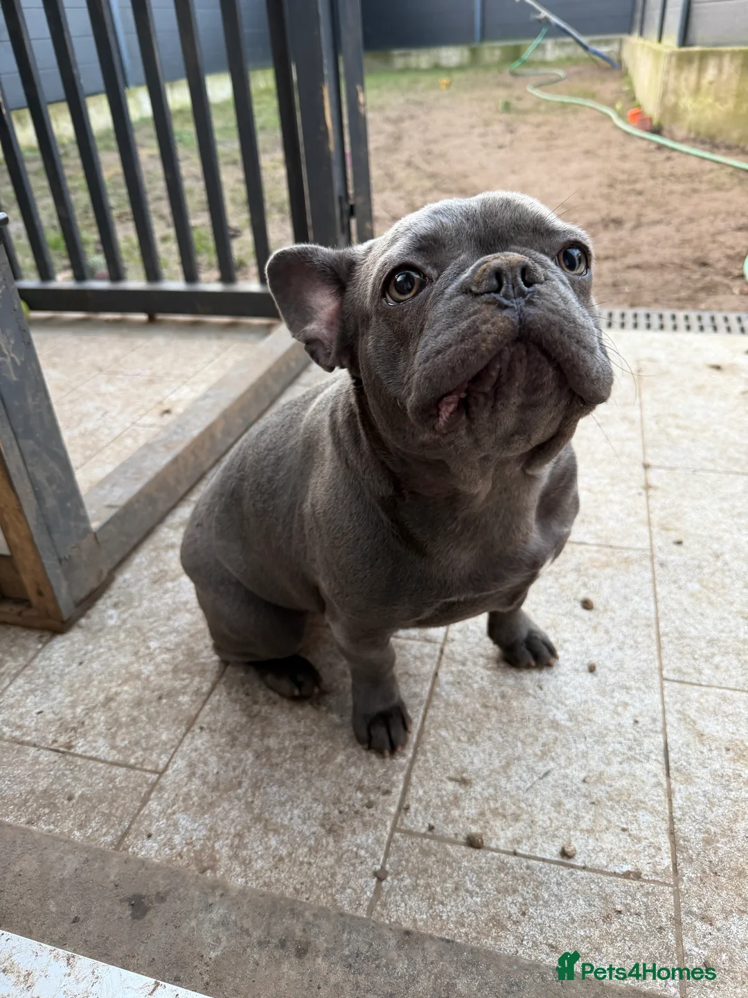 French Bulldog dogs for sale: French bulldogs puppies  in Doncaster - Advert 5