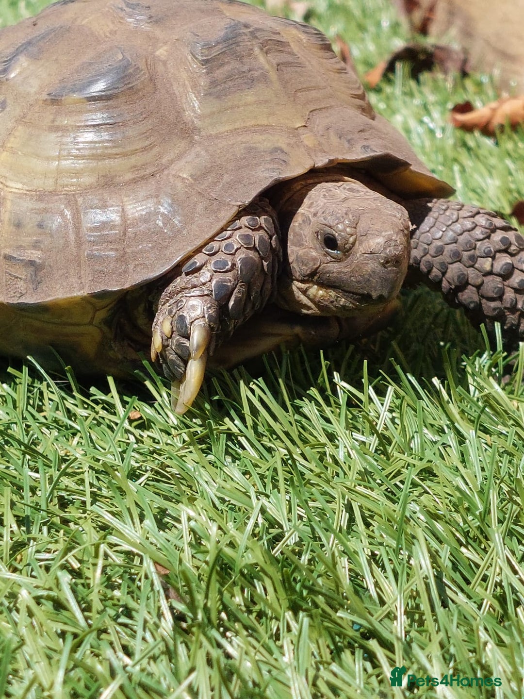 Tortoise reptiles for sale: tortoise born end 2017 or early 2018 - Advert 2