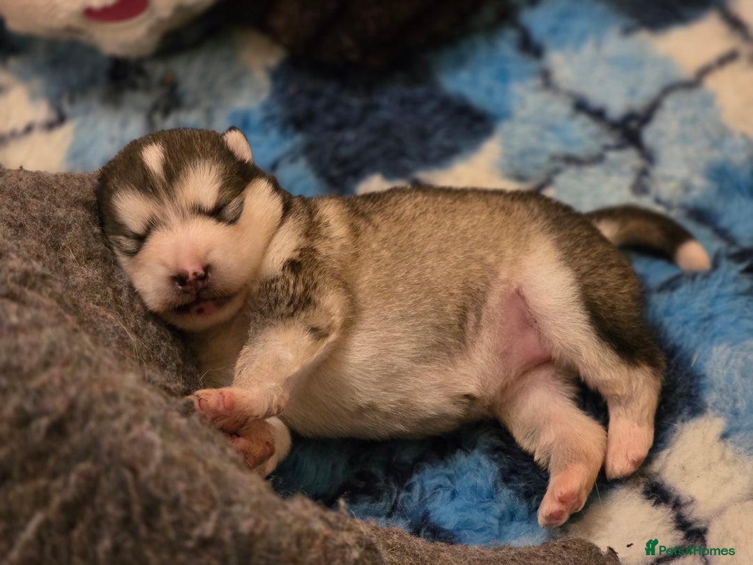 Alaskan Malamute dogs for sale: 9 week Old Alaskan Malamute Bitch - Advert 5