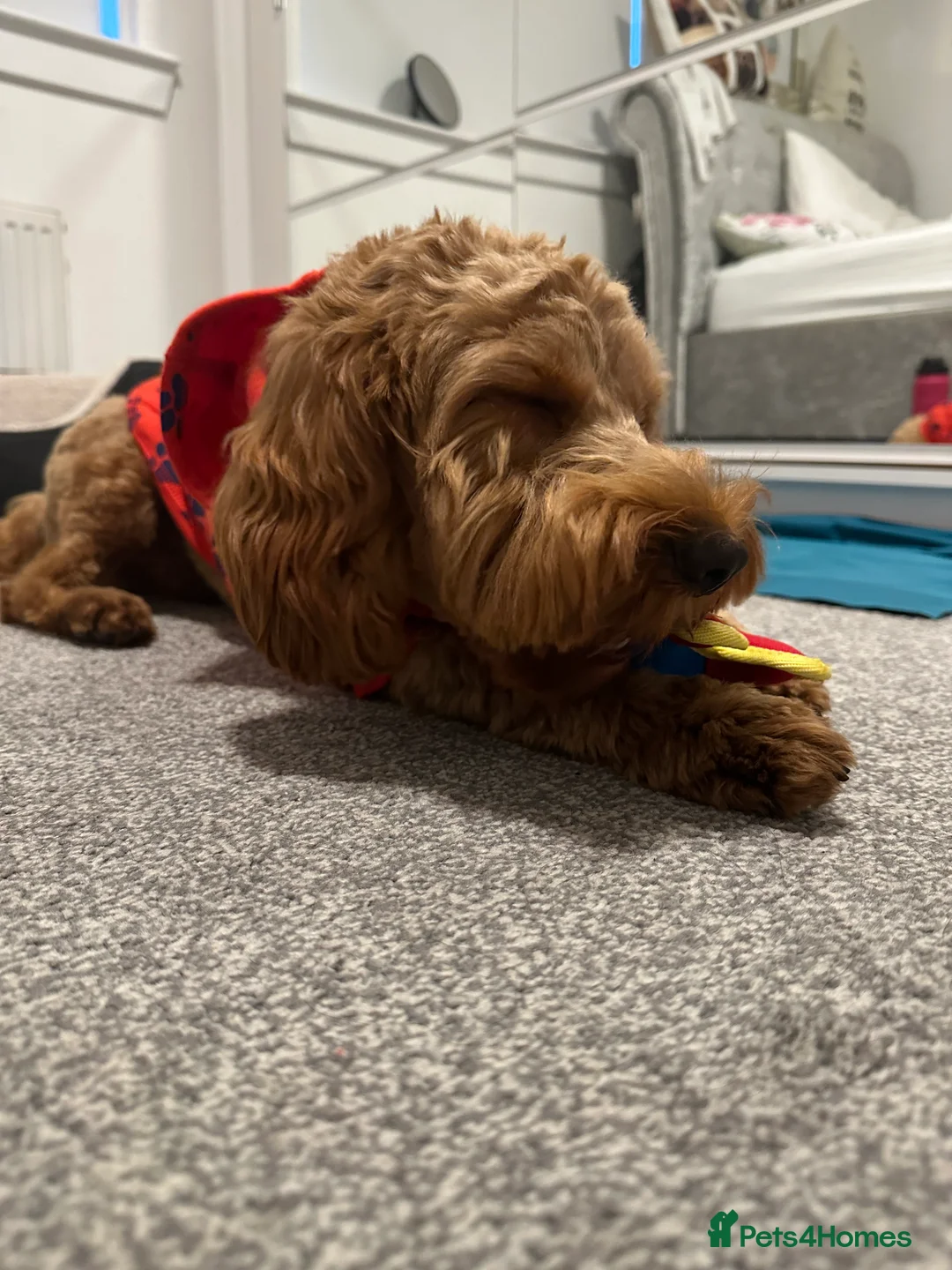 Cockapoo dogs for stud: STUD - DNA Tested Cockapoo (Poodle-Dominant) - Advert 9