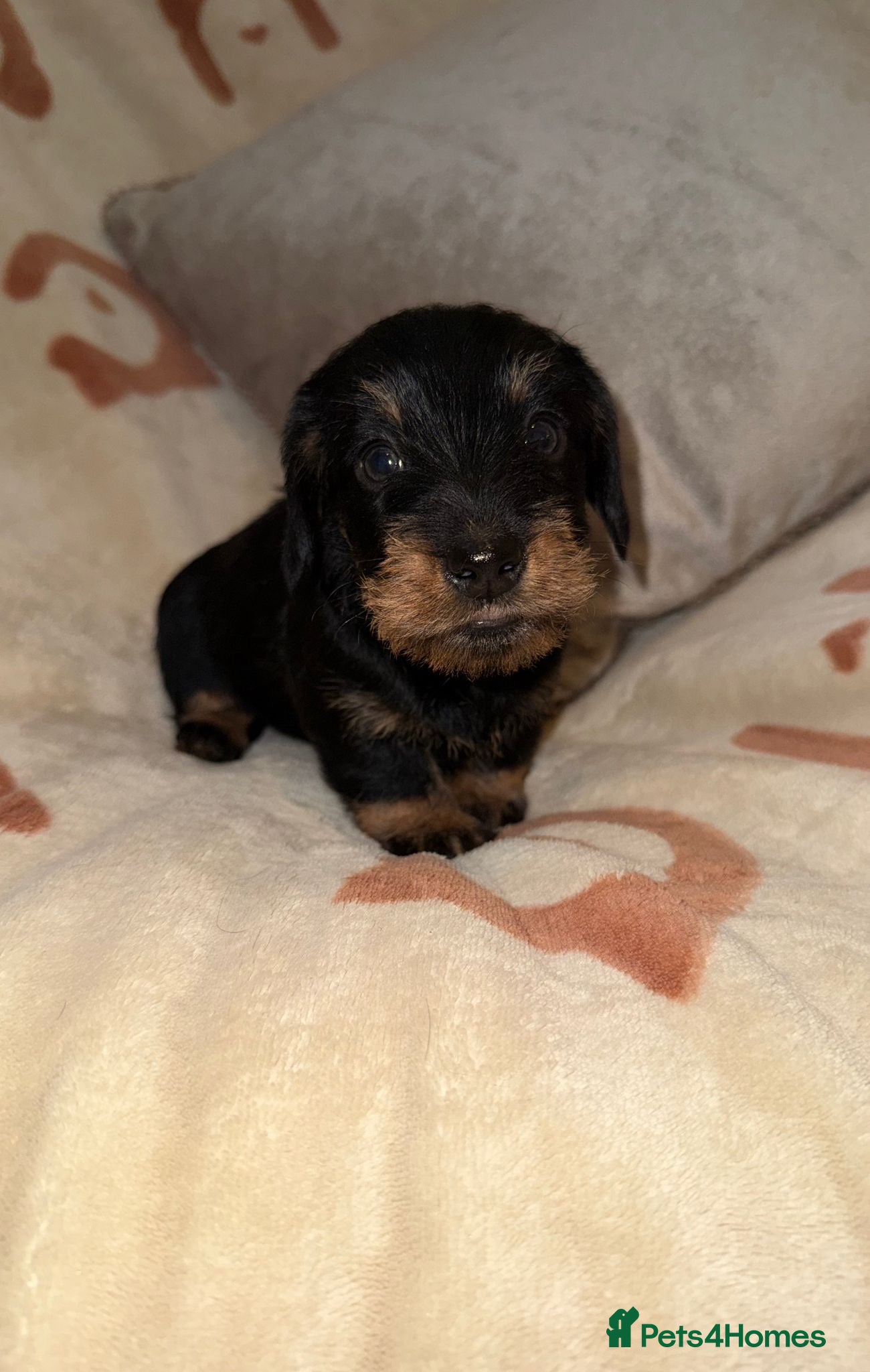 Miniature Dachshund dogs 🩷Beautiful Mini Wire Haired Dachshund Puppies🧡 - Advert 10