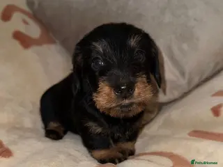 Miniature Dachshund dogs 🩷Beautiful Mini Wire Haired Dachshund Puppies🧡 - Advert 10