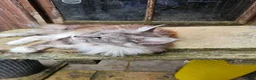 Maine Coon cats for sale: Amazing pedigree Mainecoon Female  - Advert 5