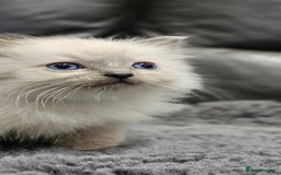 Ragdoll cats for sale: Stunning ragdoll kittens  - Image 13