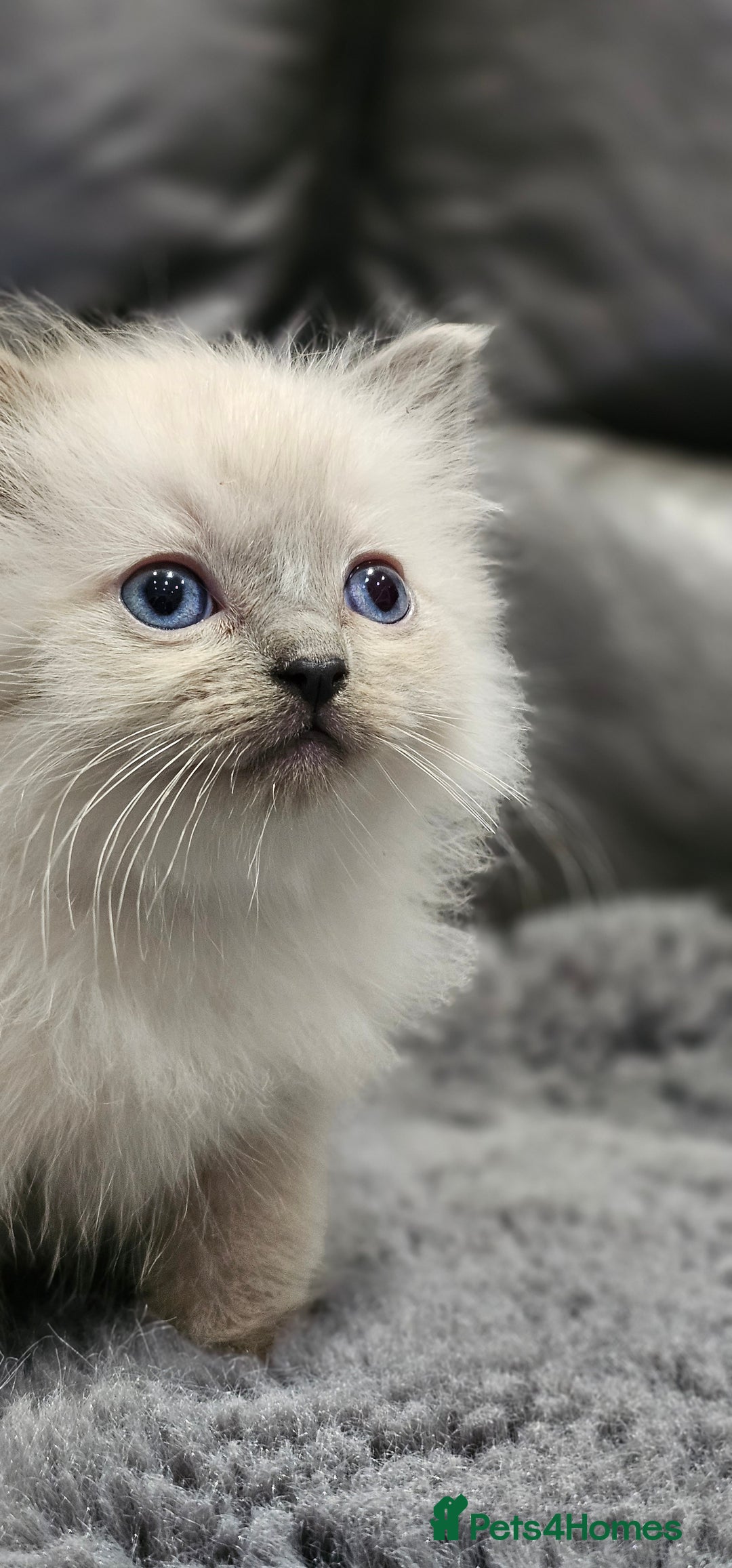 Ragdoll cats for sale: Stunning ragdoll kittens  - Image 13