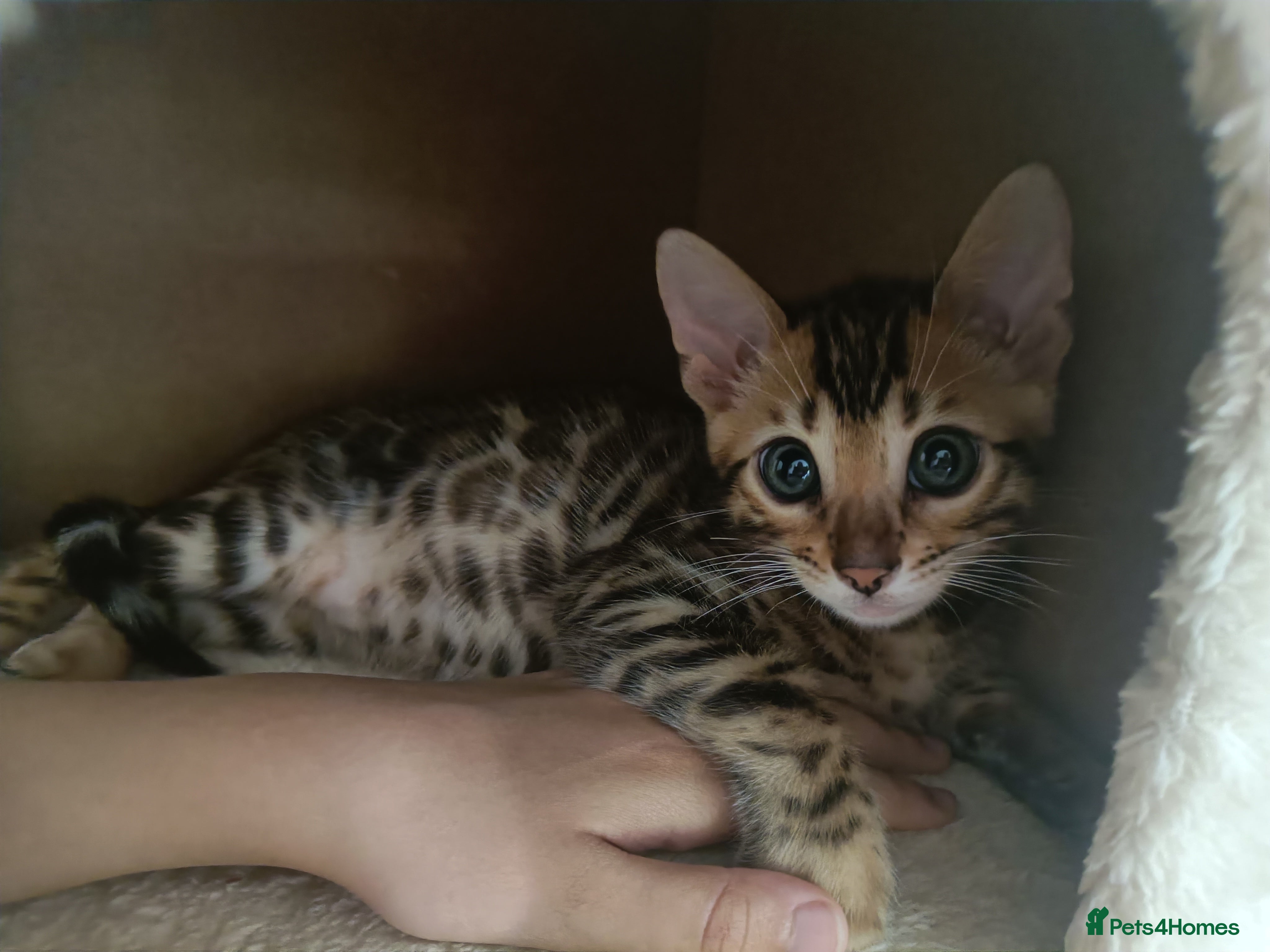 Bengal cats Absolutely beautiful pedigree bengal kittens - Advert 2