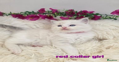 Ragdoll cats 💕GCCF registered ragdoll kittens💕 - Advert 10