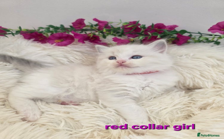 Ragdoll cats 💕GCCF registered ragdoll kittens💕 - Advert 2