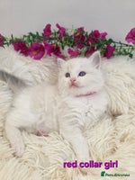 Ragdoll cats 💕GCCF registered ragdoll kittens💕 - Advert 10