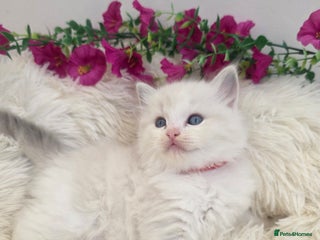 Ragdoll cats 💕GCCF registered ragdoll kittens💕 - Advert 6