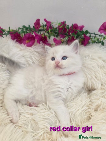 Ragdoll cats 💕GCCF registered ragdoll kittens💕 - Advert 2
