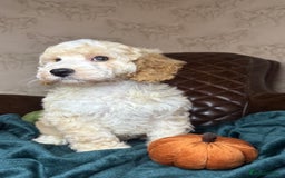 Cockapoo dogs for sale: Pedro f1 cockapoo  - Image 2