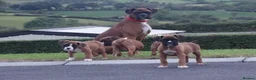 Boxer dogs for sale: Beautiful boxer puppies  - Advert 16