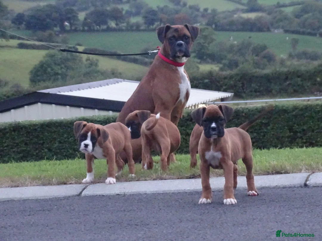 Boxer dogs for sale: Beautiful boxer puppies  - Advert 16