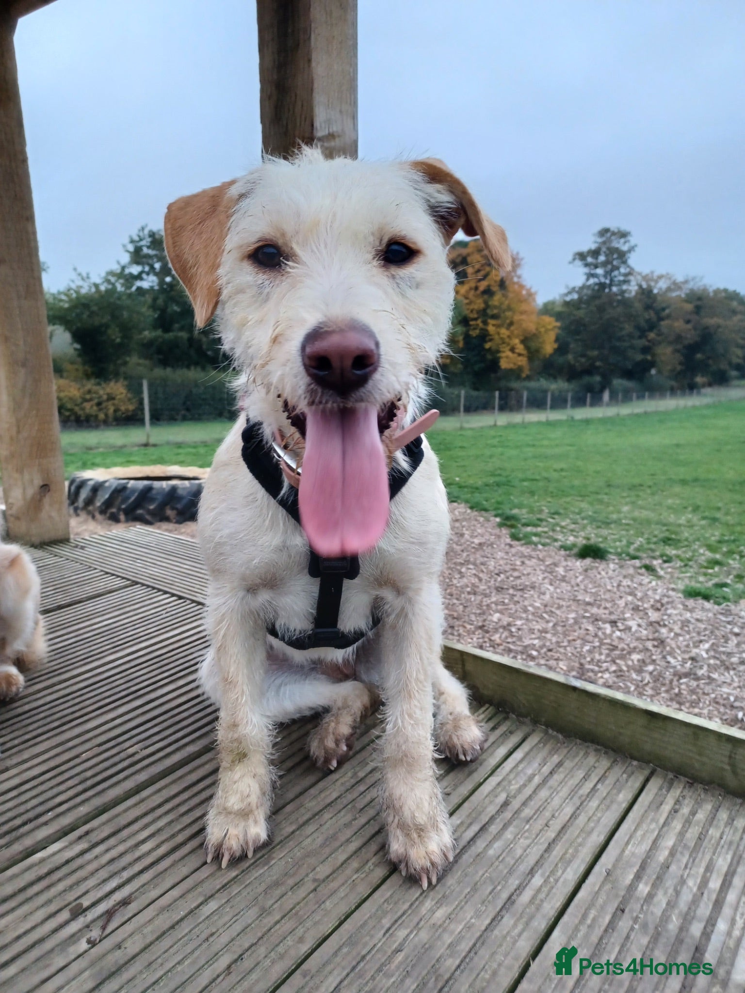 Mixed Breed dogs Sweet Pippa looking for LOVE - Advert 1