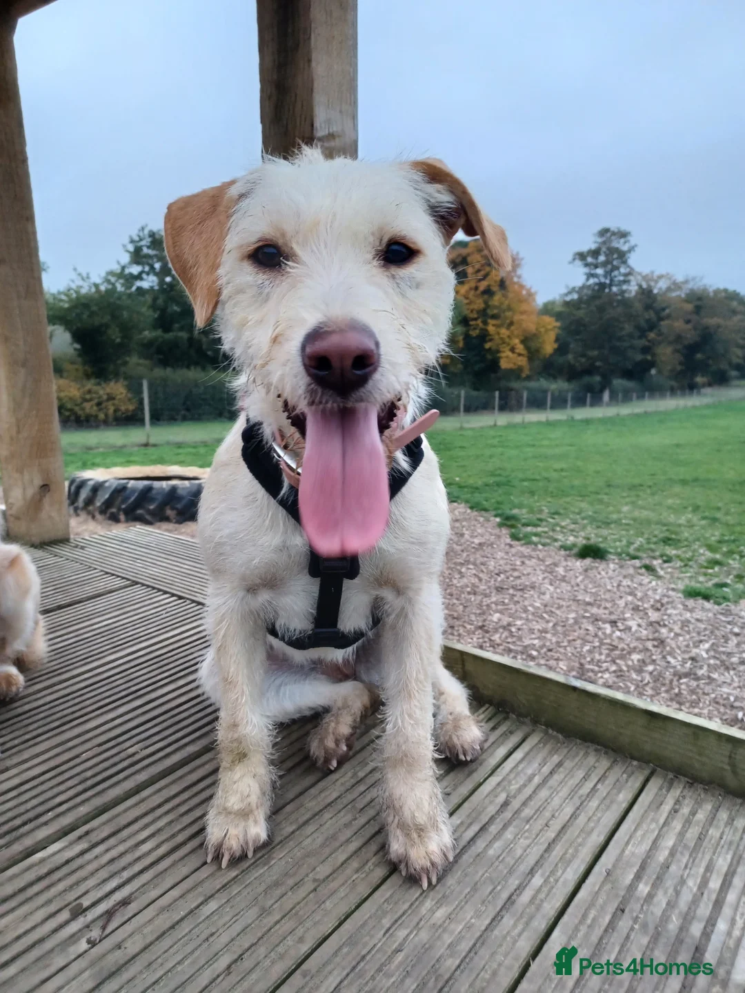 Mixed Breed dogs for adoption: Sweet Pippa looking for LOVE - Advert 1