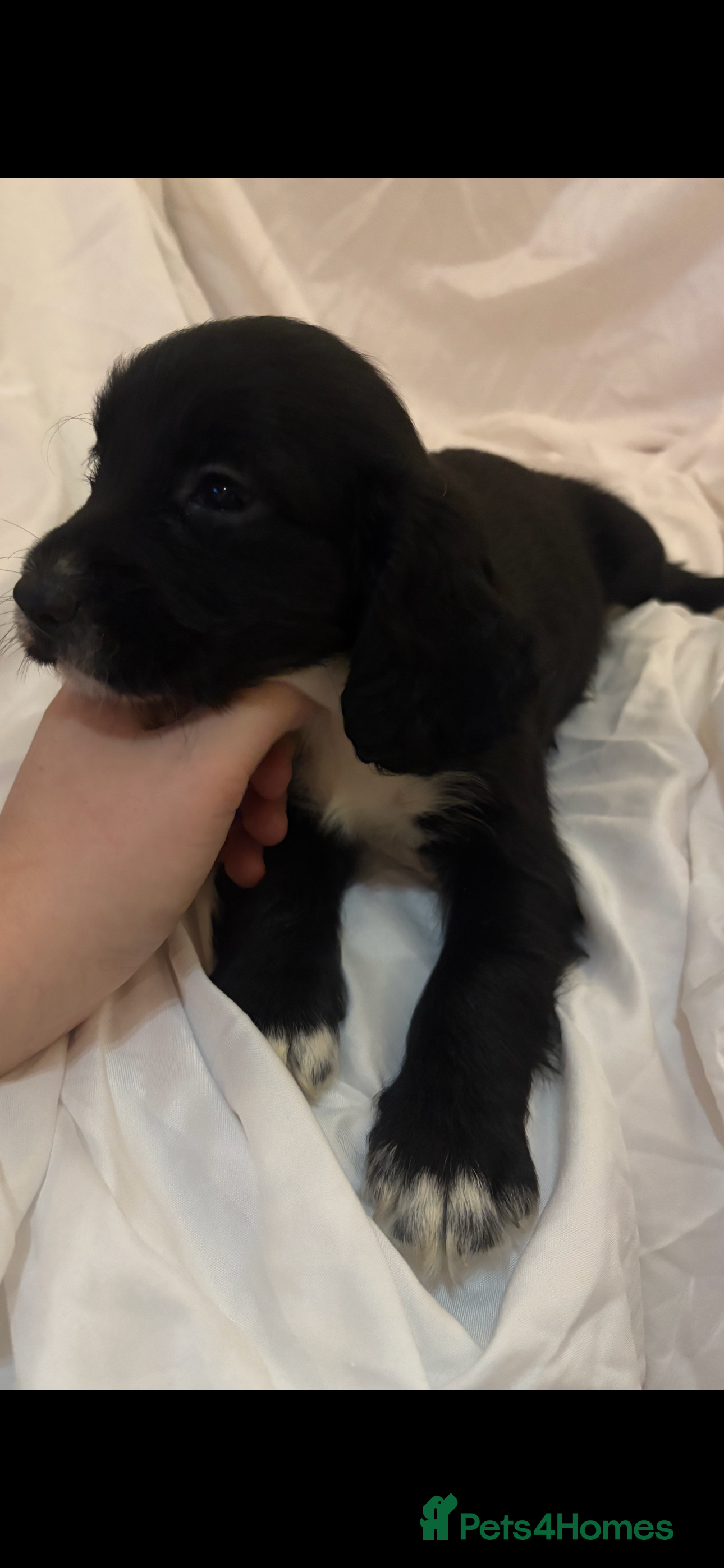 Cocker Spaniel dogs Beautiful cocker spaniels puppies 🐶 - Advert 12