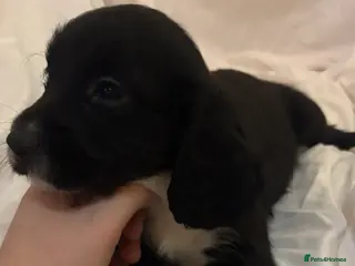 Cocker Spaniel dogs Beautiful cocker spaniels puppies 🐶 - Advert 12