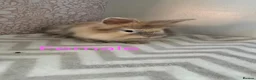 Lionhead rabbits for sale: Lion head rabbits - Advert 2